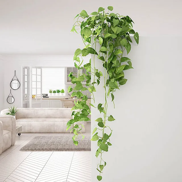 Ein helles Wohnzimmer mit einer Pflanze